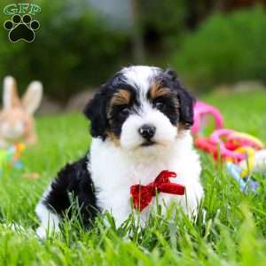 Jeremiah, Havapoo Puppy